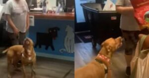 Video dell’ululato del cane che dopo 1250 giorni chiuso in canile viene adottato (VIDEO)