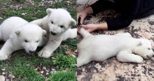Due cuccioli di orso polare vengono abbandonati