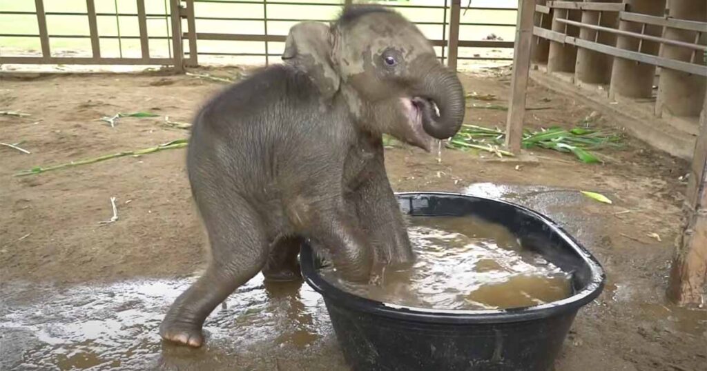 Elefantina fa il bagno video