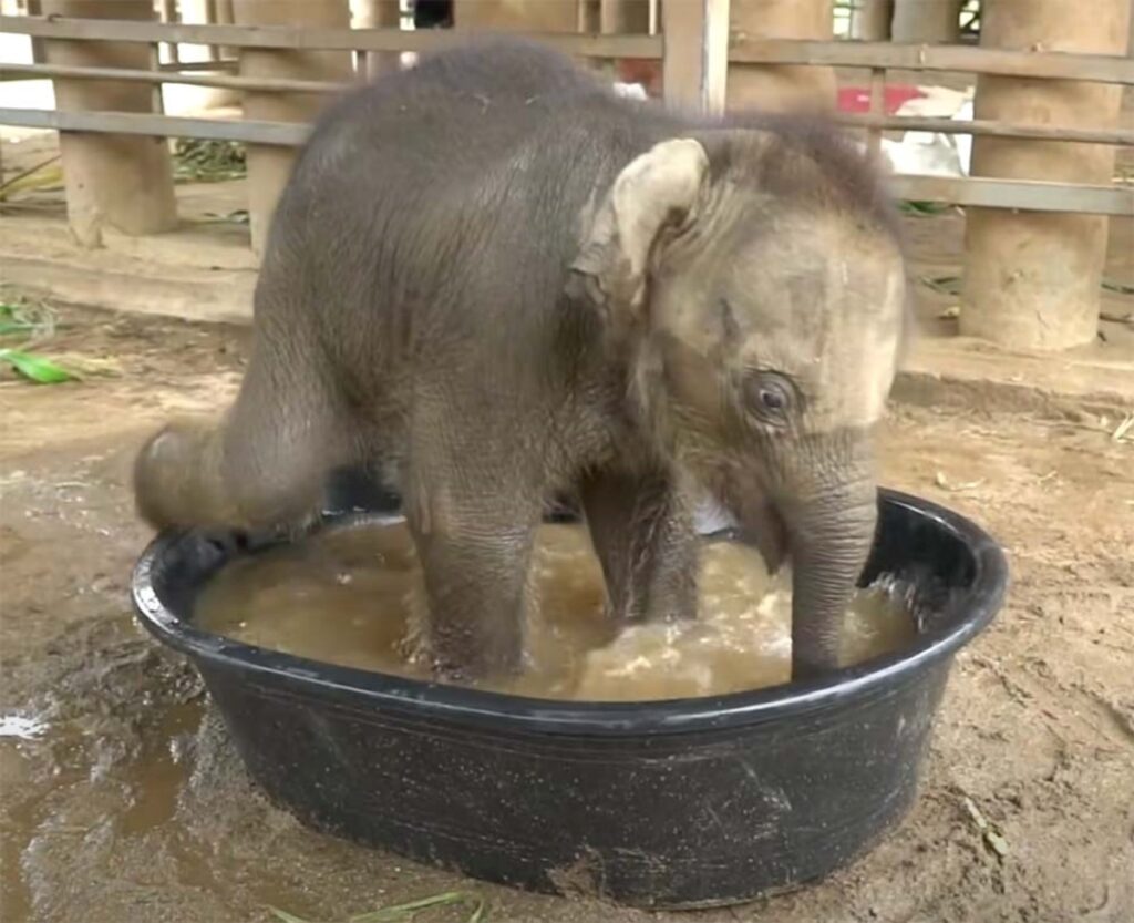 Elefantina fa il bagno video
