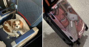Cagnolina viaggia in prima classe e col suo viso stampato sulla valigia del padrone