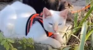 Il gattino Wally conduce una vita che non avrebbe mai pensato di avere; è felice (VIDEO)