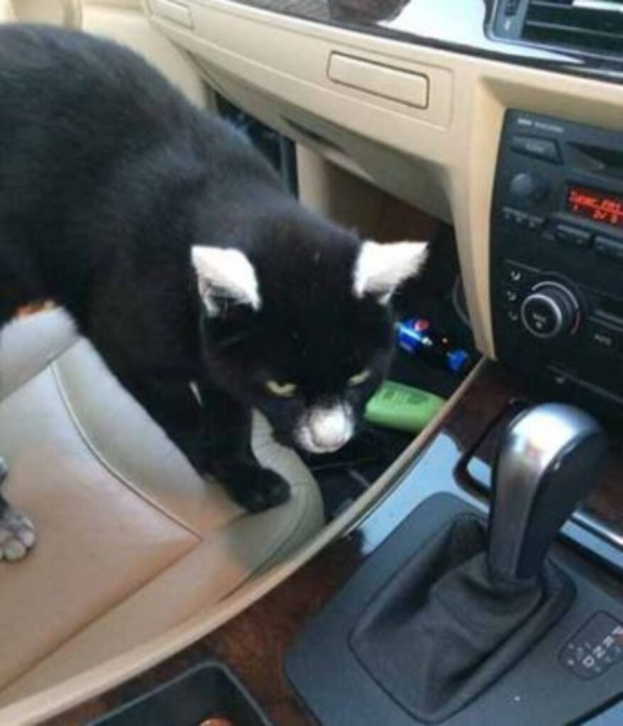 gatto con la vitiligine sale in macchina