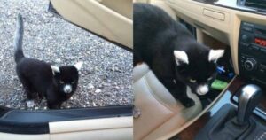 gatto con la vitiligine sale in macchina