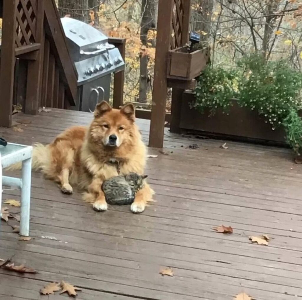 cane fa amicizia can gatto randagio