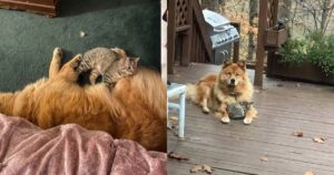 Vecchio cane fa amicizia con un gatto randagio che veniva spesso a casa sua