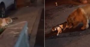 Golden retriever evita la rissa tra due gatti e conquista l’ammirazione di milioni di persone (VIDEO)