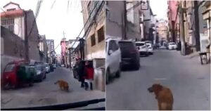 Golden Retriever guida l’ambulanza fino al luogo dove il suo proprietario è svenuto (VIDEO)