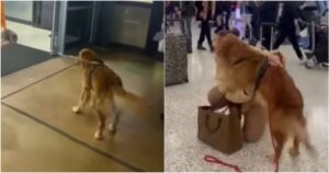 Golden Retriever in aeroporto non riesce a contenere la gioia di rivedere la sua proprietaria (VIDEO)