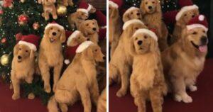 Golden Retriever infiltrato nelle decorazioni natalizie affascina le reti (VIDEO)