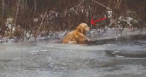 Golden retriever intrappolato in uno stagno ghiacciato viene salvato da due agenti della polizia