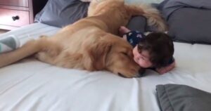 Golden Retriever mette il muso sotto la bocca del bambino e il filmato spopola le reti