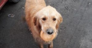 Un povero Golden Retriever porta un pezzo di pane per le strade per non morire di fame