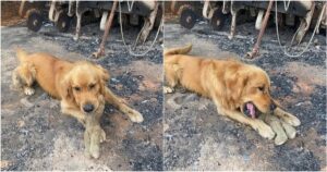 Golden Retriever non riesce a credere che il suo peluche preferito sia sopravvissuto all’incendio boschivo