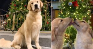 Golden Retriever si baciano sotto il vischio rispettando la tradizione del Natale (VIDEO)