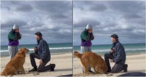 Golden Retriever si emoziona quando il suo proprietario fa la proposta di matrimonio alla sua fidanzata (VIDEO)