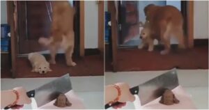 Golden Retriever si spaventa quando la sua proprietaria taglia una torta a forma di cane di fronte a lei e scappa con suo figlio (VIDEO)