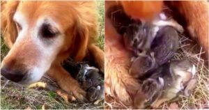 Donna pensa che il suo Golden retriever abbia catturato degli uccellini ma poi guarda tra le sue zampe