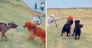 Husky tira il guinzaglio di suo fratello Golden Retriever per evitare che litighi con un altro cane (VIDEO)