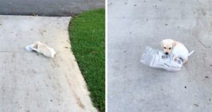 Labrador cucciolo fatica a portare il giornale grande il doppio di lui (VIDEO)