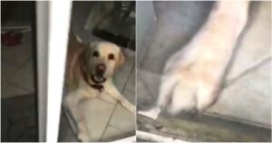 Labrador geniale libera la sua mamma umana dopo che è rimasta chiusa fuori casa (VIDEO)