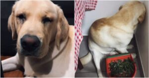 Labrador si rifiuta di affrontare la sua proprietaria mentre lo rimprovera per avergli fatto un dispetto(VIDEO)