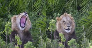 Leone spaventa il fotografo con un ruggito e poi gli sorride facendo anche l’occhiolino