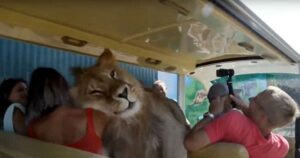 leone su autobus
