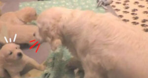 Golden Retriever mamma insegna ai suoi cuccioli una lezione di obbedienza (VIDEO)