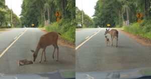 Un meraviglioso momento: una mamma cerva aiuta il suo cucciolo ad attraversare la strada