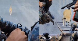 Cagnolino randagio stringe amicizia con dei militari e diventa un membro della squadra (VIDEO)