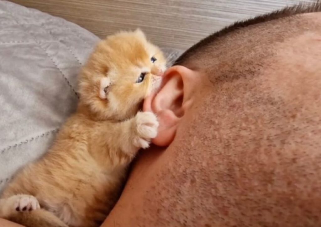 gatto da morsetti mattutini all'orecchio del suo padrone
