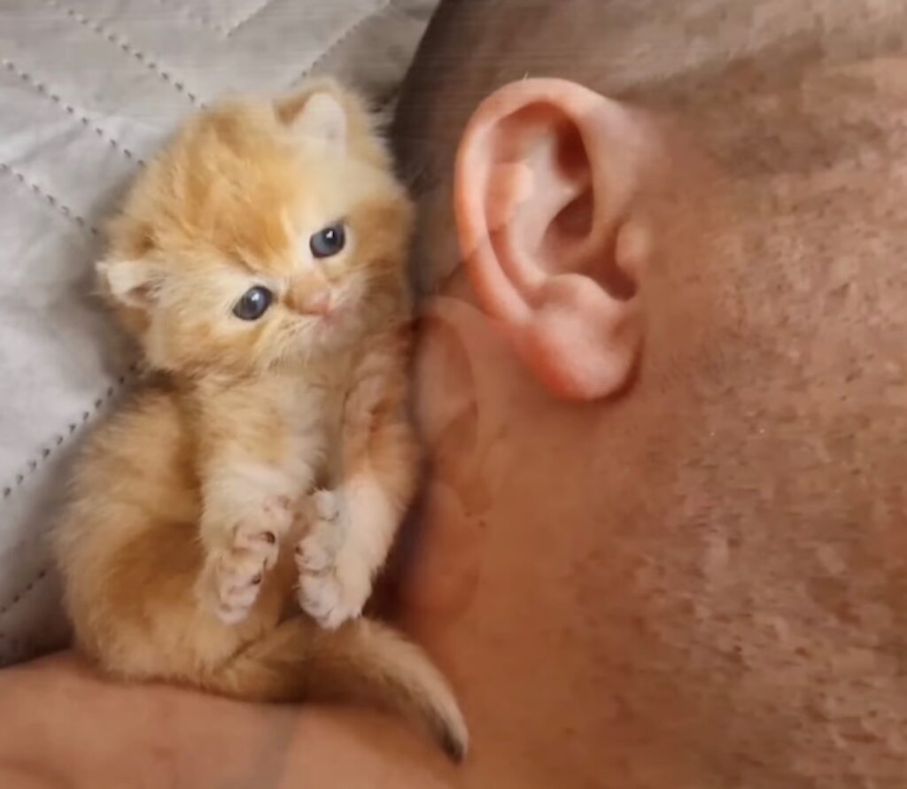 gatto da morsetti mattutini all'orecchio del suo padrone