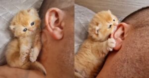 gatto da morsetti mattutini all'orecchio del suo padrone
