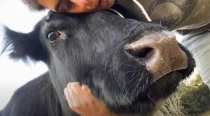 Cade dalla montagna ma viene salvata e adottata. La mucca Clota ha trovato una famiglia (VIDEO)