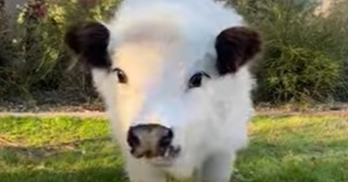 La mucca Dolly riesce a dare conforto e serenità a tantissime persone ...