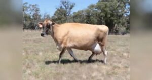 Mamma mucca partorisce e nasconde il suo vitellino dopo aver perso tutti gli altri (VIDEO)