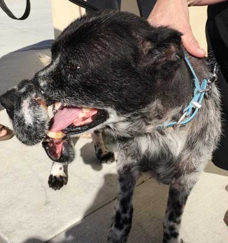 Cane deformato da una museruola di ferro dal suo padrone