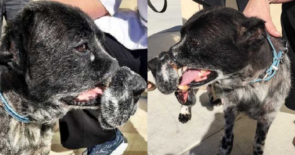 Cane deformato da una museruola di ferro dal suo padrone