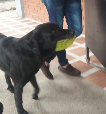 Negro il cane compra un biscotto con una foglia tutti i giorni