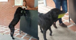 Labrador Nero: il cane che usa le foglie come se fossero dei soldi veri (VIDEO)