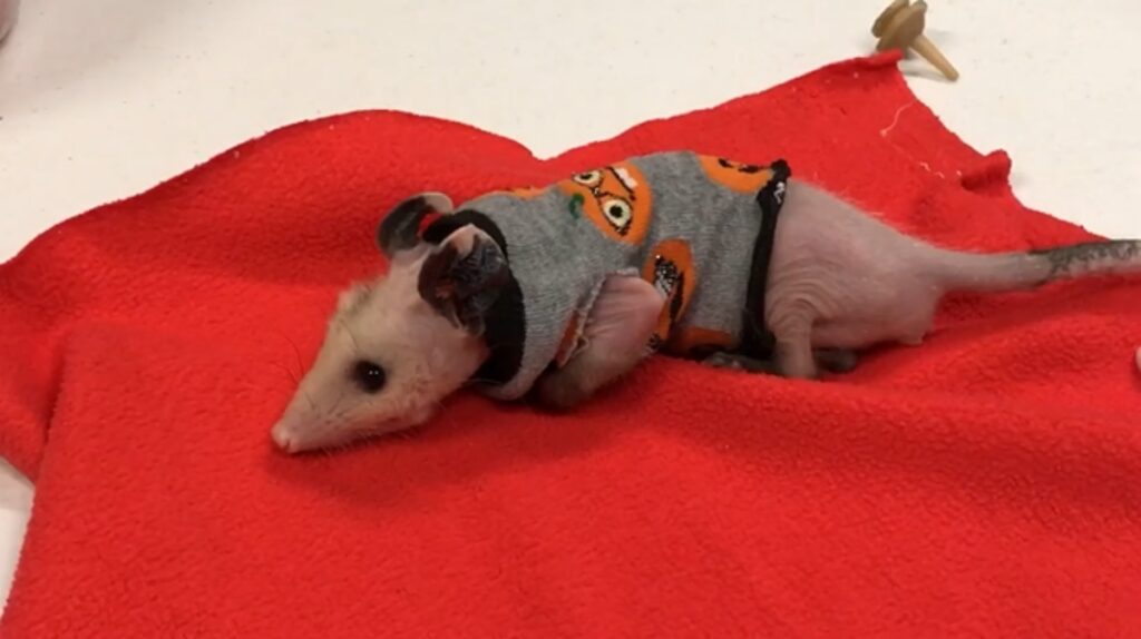 opossum con alopecia indossa un maglioncino