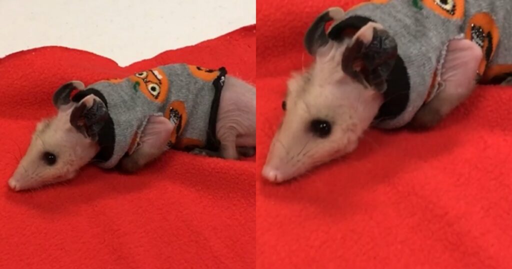 opossum con alopecia indossa un maglioncino