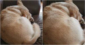 Labrador Penelope, il cane che abbaia solamente mentre dorme. Lo strano caso (VIDEO)