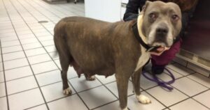 Pitbull incinta non riesce a credere di essere stata abbandonata in procinto di partorire