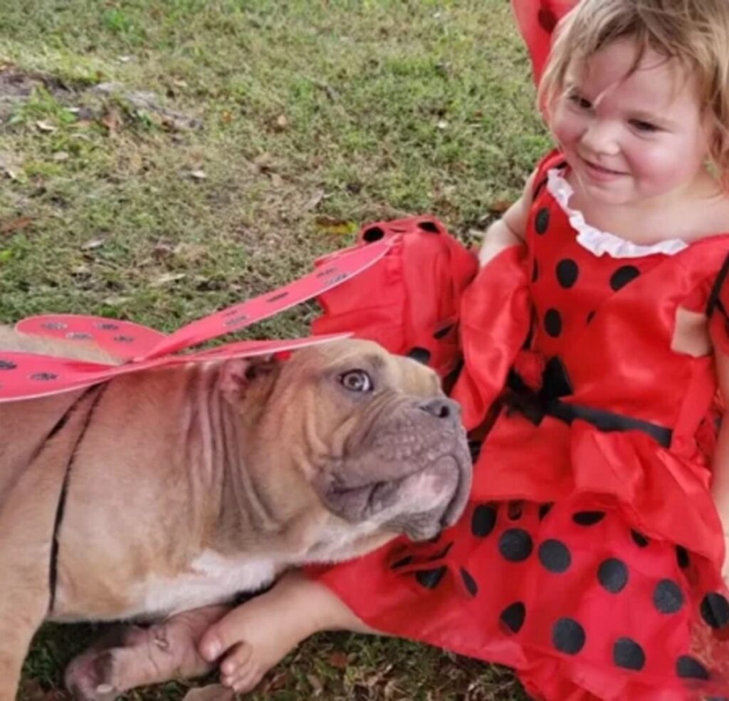 pitbull malato viene adottato da una bambina di 2 anni