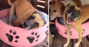 “Dai pneumatici ai lettini”: quello che in origine era spazzatura ora ospita cani randagi (VIDEO)