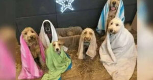 Insolito e adorabile presepe fatto con cuccioli di cane diventa virale sui social