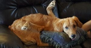 Golden Retriever Rexi una dolce cagnolina le cui zampe crescono all’indietro