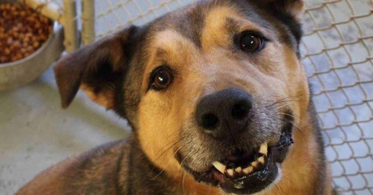 Cagnolino rimane per sei anni in un rifugio e poi arriva un uomo pronto ...